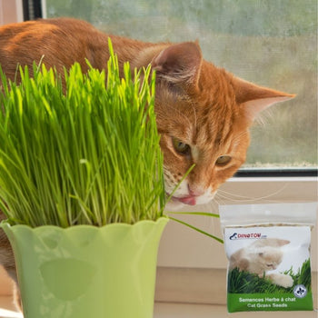 GRAINES À FAIRE POUSSER DE L'HERBE DIGESTIVE POUR CHAT