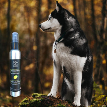 EAU DE TOILETTE BALADE EN FORÊT (CITRONNÉE) - 120 ML