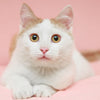 JOUET CHENILLE POUR CHAT