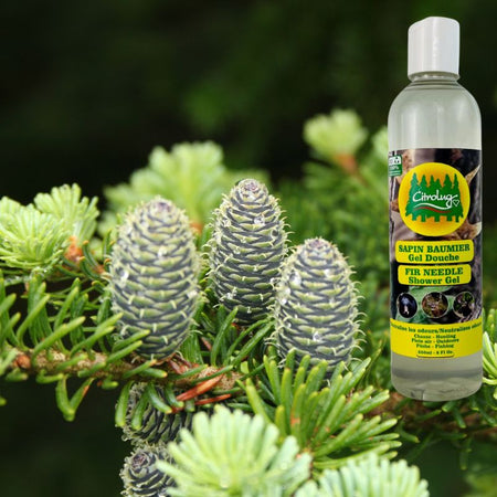 GEL DOUCHE CORPS ET CHEVEUX AU SAPIN BAUMIER - 250 ML - CITROBUG