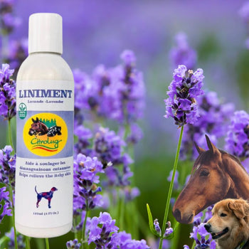 LINIMENT À LA LAVANDE POUR CHIEN - 122 ML