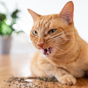 HERBE À CHAT SÉCHÉE - 1.27 OZ / 36 G