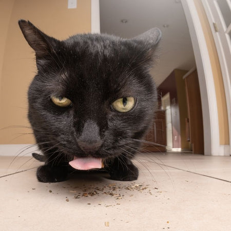 HERBE À CHAT SÉCHÉE - 1 LB / 454 G