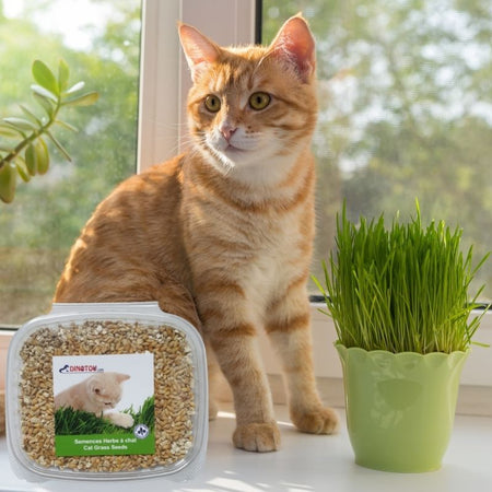 HERBE À CHAT - KIT PRÊT À CULTIVER